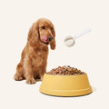 Daily Longevity Supplement for Dogs