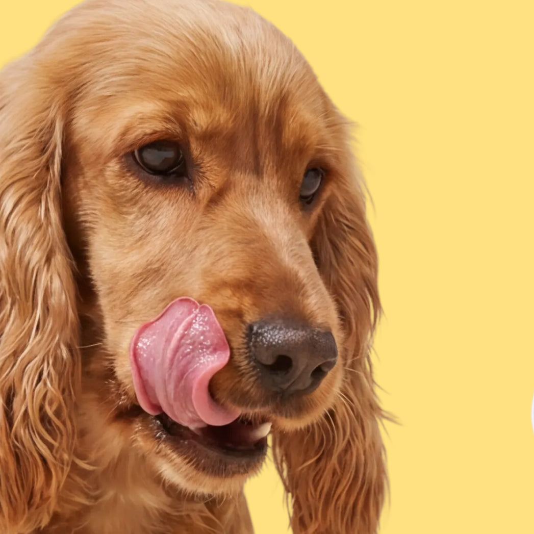 Daily Longevity Supplement for Dogs